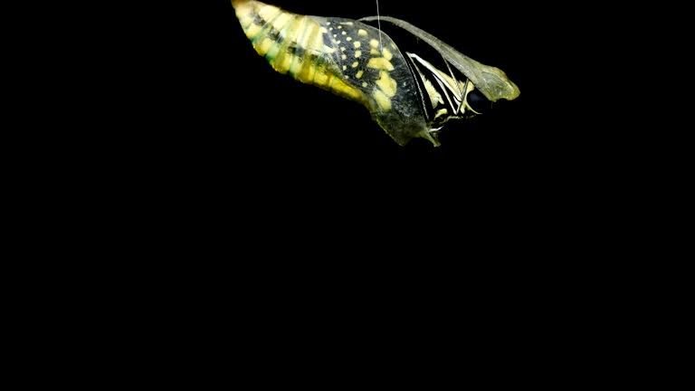 애벌레 꿈 해몽