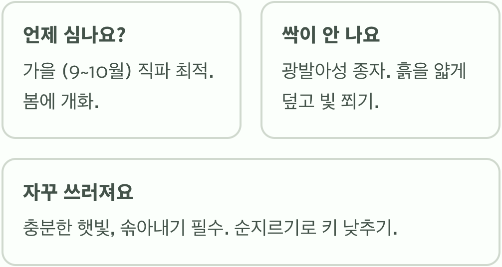 한번 심으면 잡초처럼? 겹물망초 자연 발아 관리법