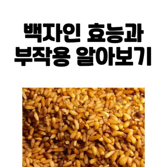 백자인 효능과 부작용