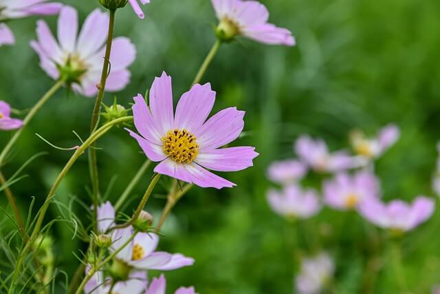 코스모스-보는-꿈-해몽