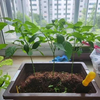 텃밭 고추 키우는 법 모종심기 지지대 순지르기 탄저병 예방_10