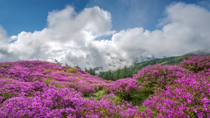 바래봉 철쭉