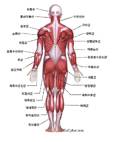 신체 시스템