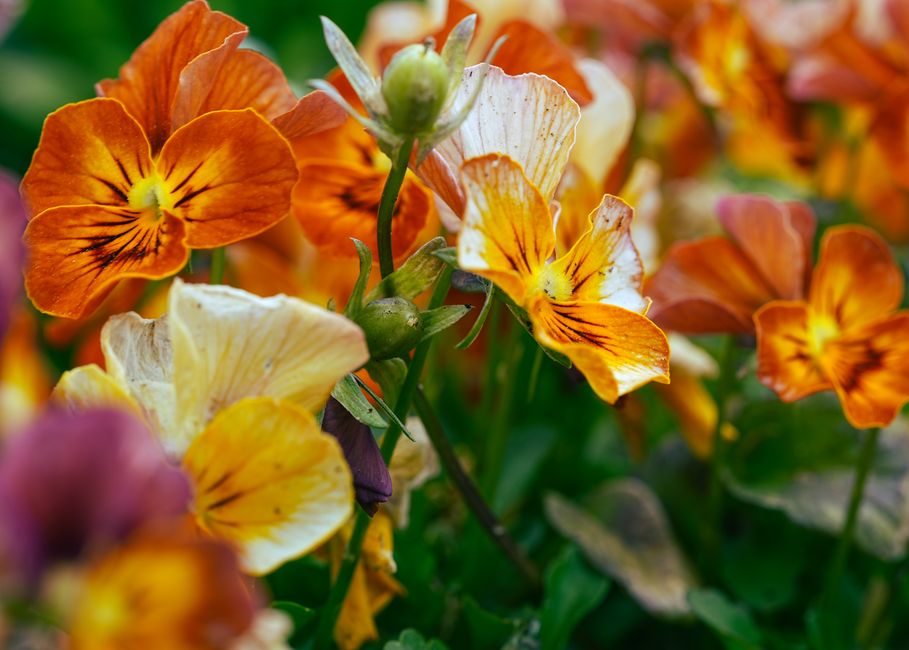 A close-up of colorful pansies in full bloom, showcasing vibrant orange and yellow hues amidst lush greenery.