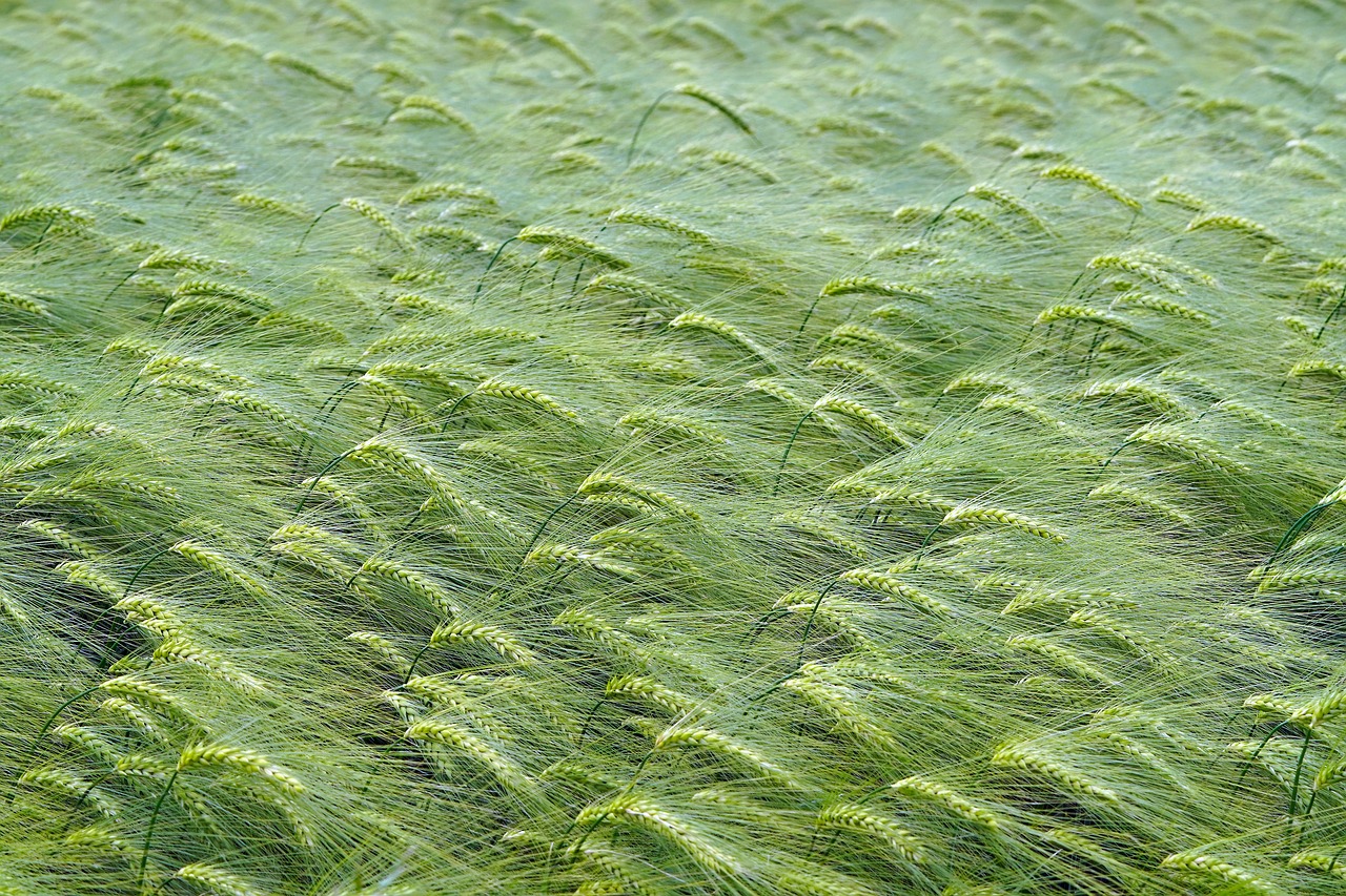 유방암에 좋은 음식 10가지 알아보기
