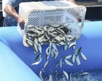 서천 홍원항 자연산 전어 꽃게 축제3