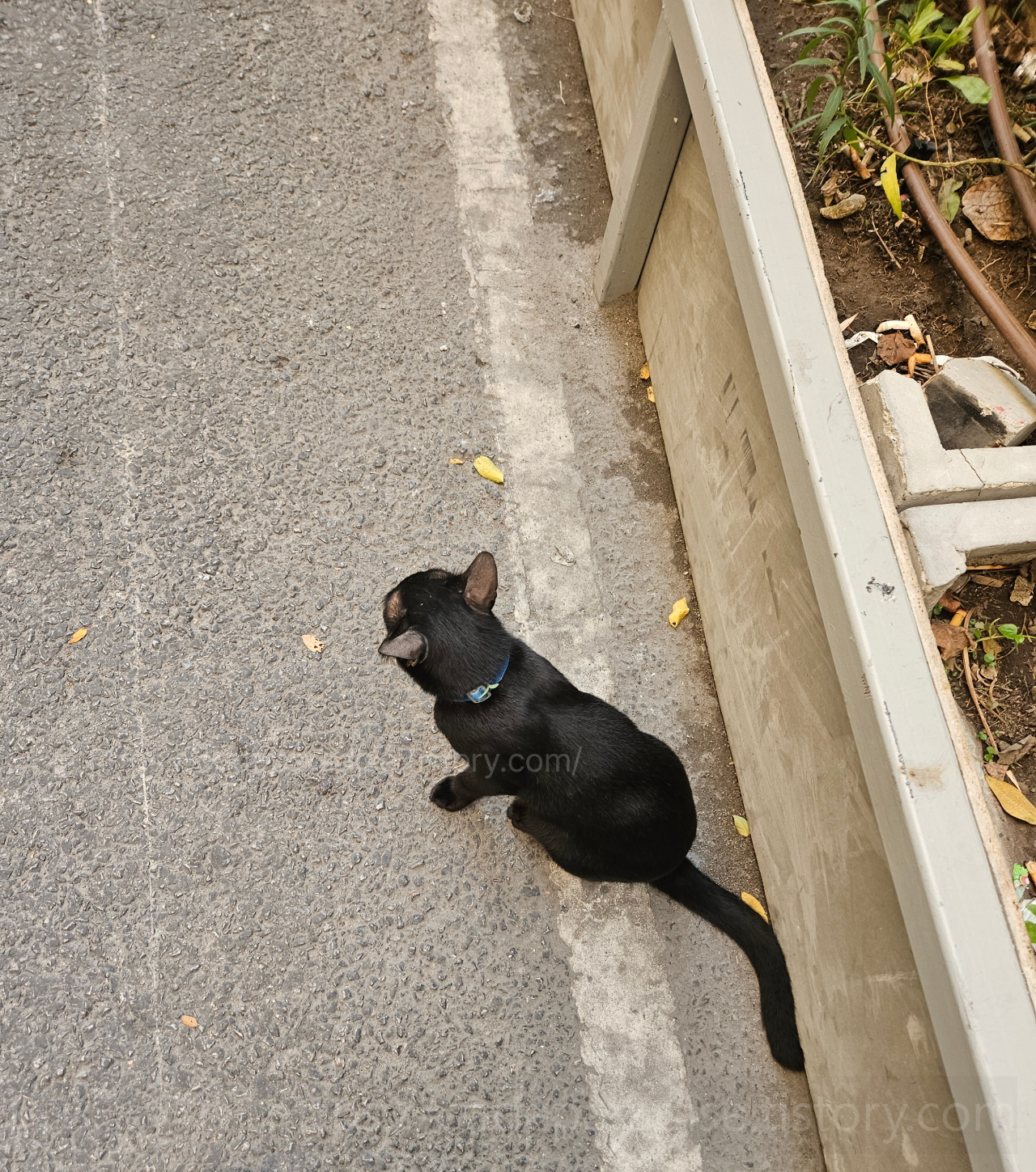 ๊ณ ๋ฉ๋ง์ผ ์ธ๊ทผ ๊ณ ์์ด ์ฌ์ง