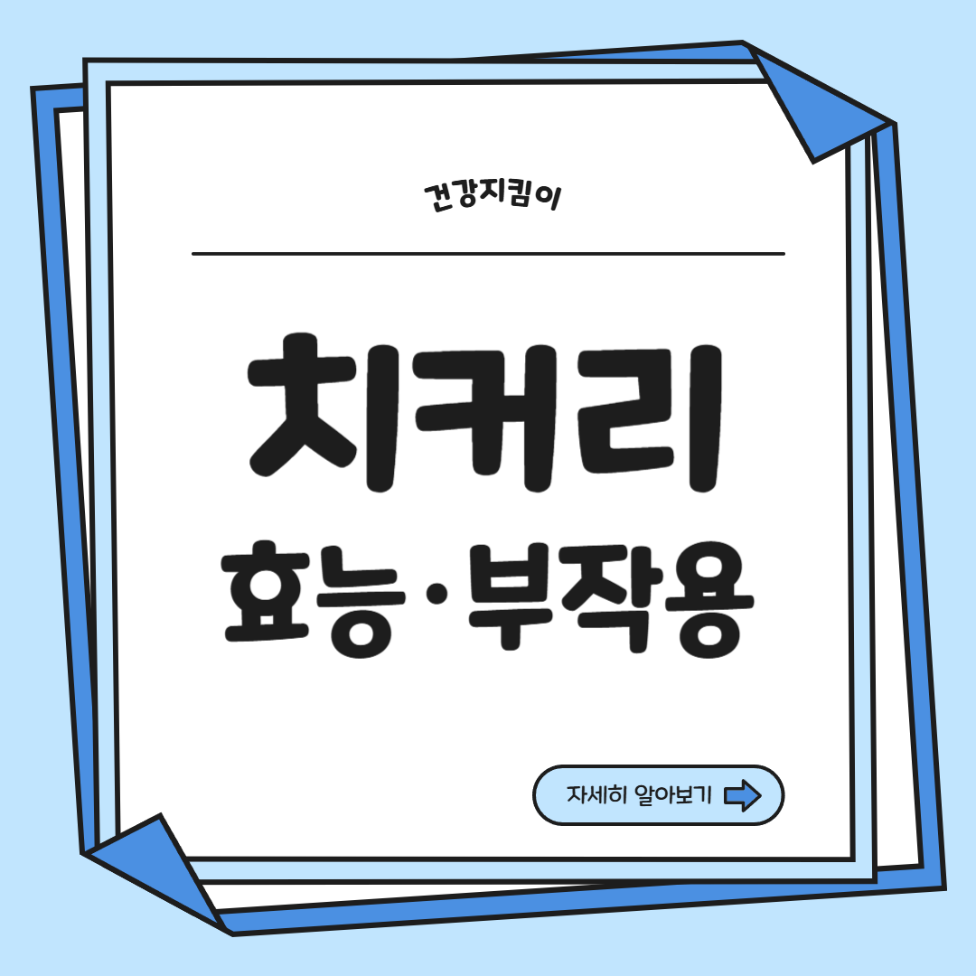치커리 효능 부작용 뿌리 가루 고르는법 칼로리