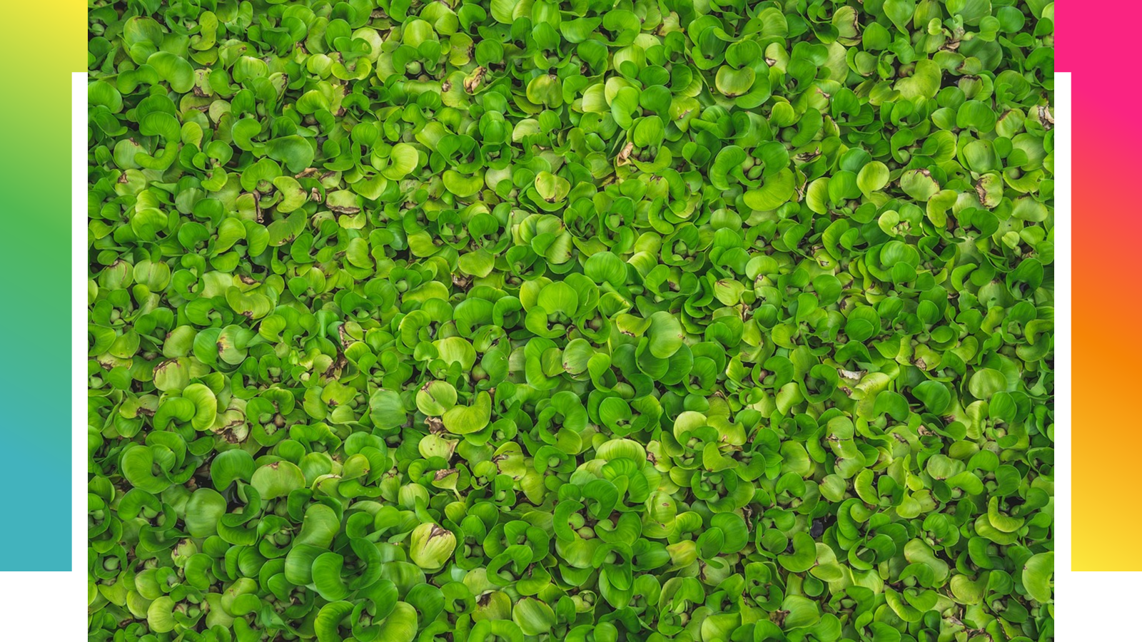 부레옥잠 번식된 모습