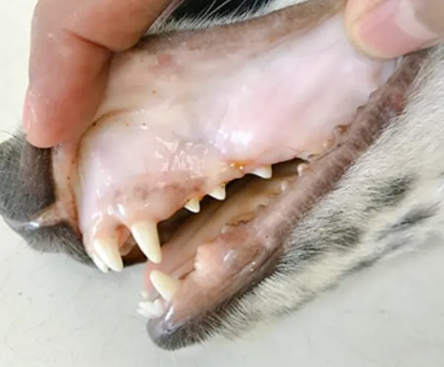 고양이 빈혈 증상 치료_4