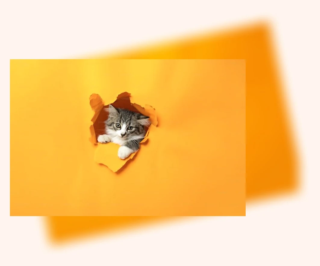 중고 고양이 용품_3_subsection