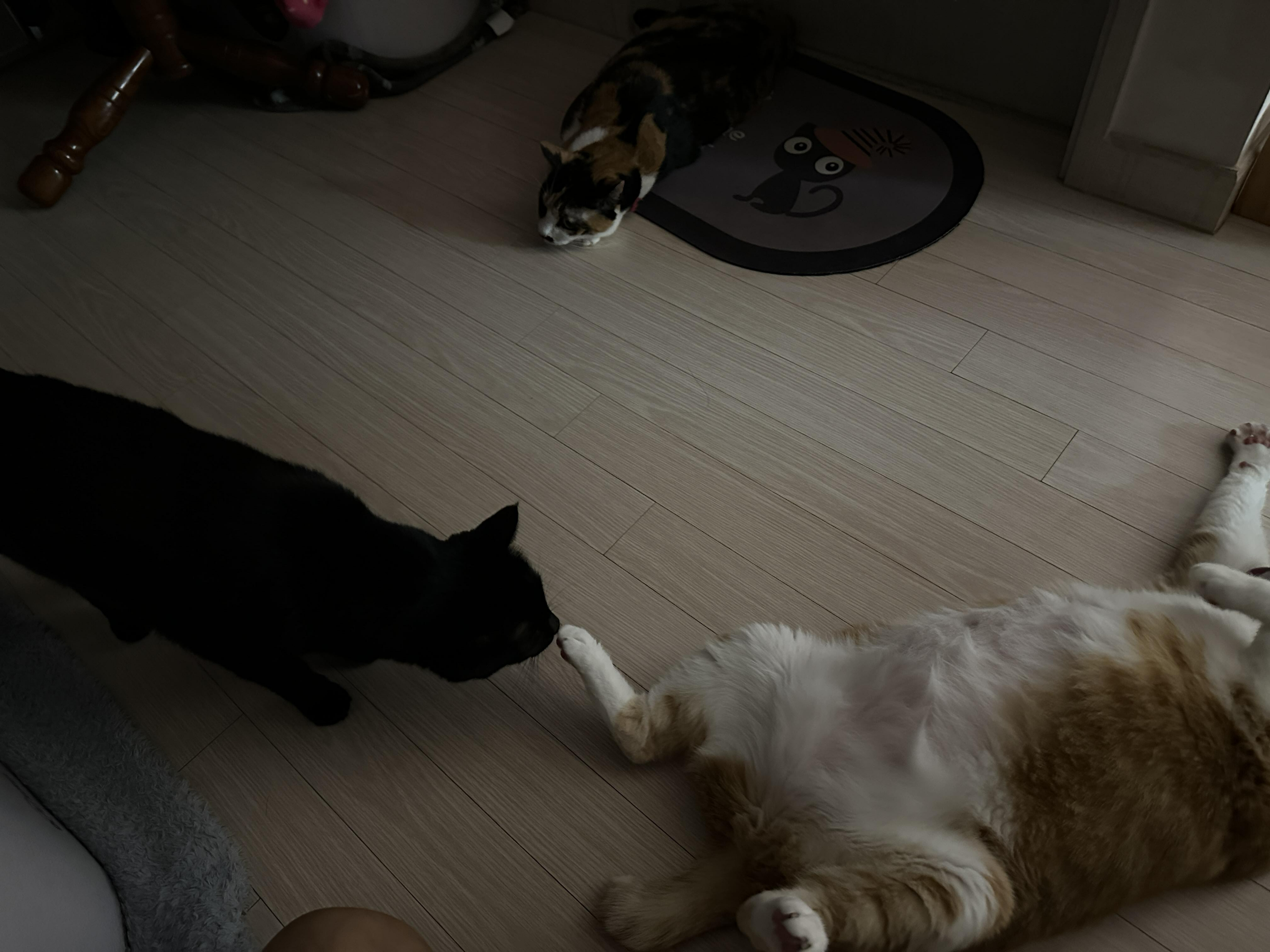 퇴원하고_온_호야_발꼬락_냄새_맡는_건이