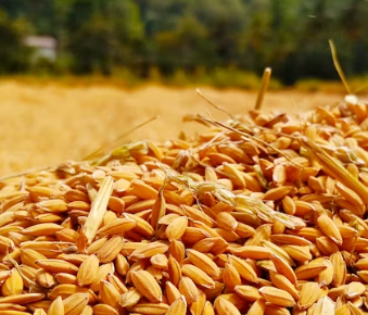 카무트 효소 효능 및 먹는법 총정리