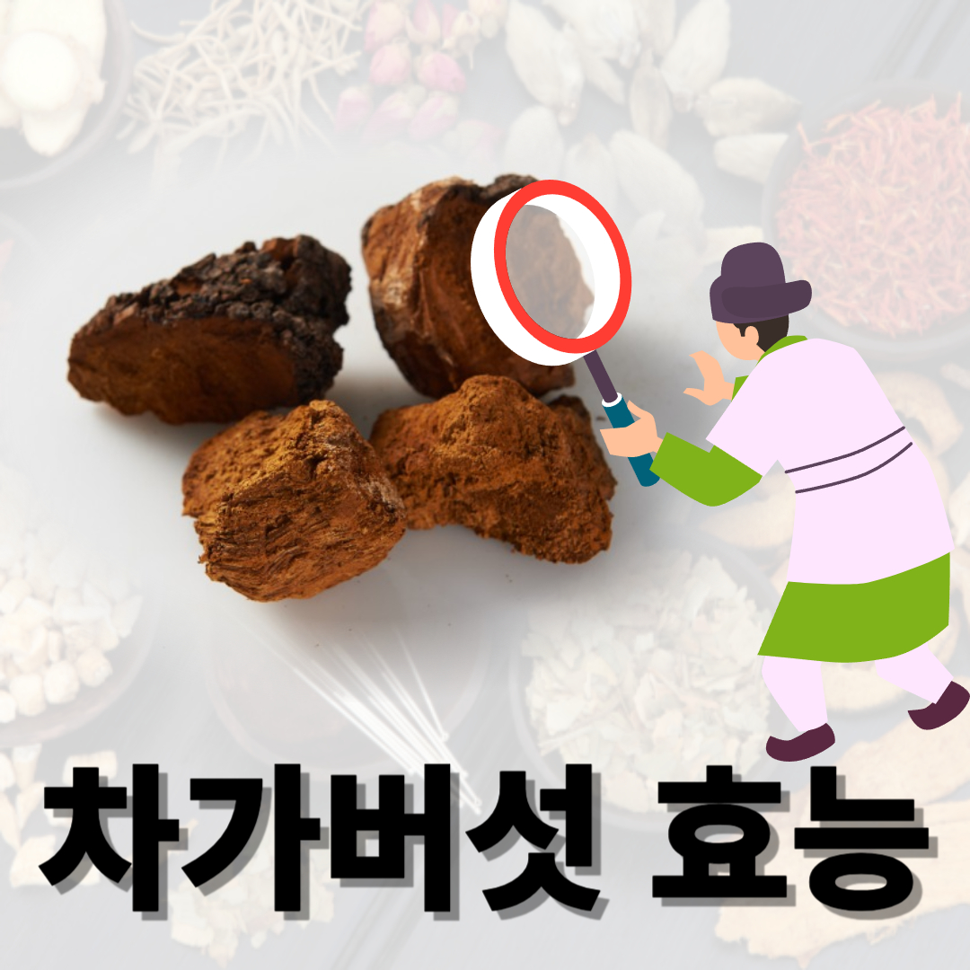 차가버섯과 관련된 사진입니다.