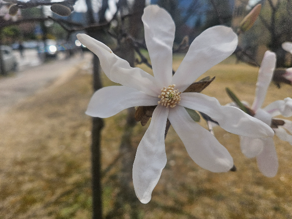 목련 꽃
