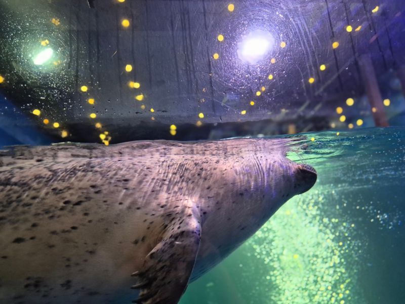 롯데월드 아쿠아리움