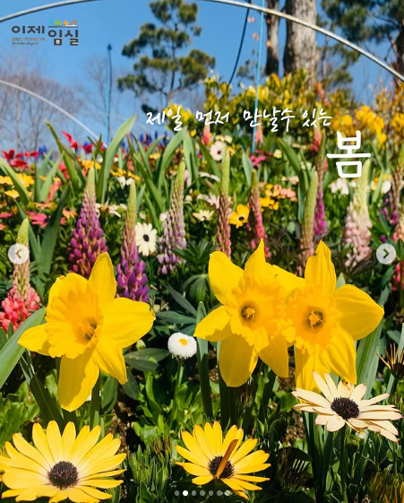 임실 옥정호 벚꽃축제