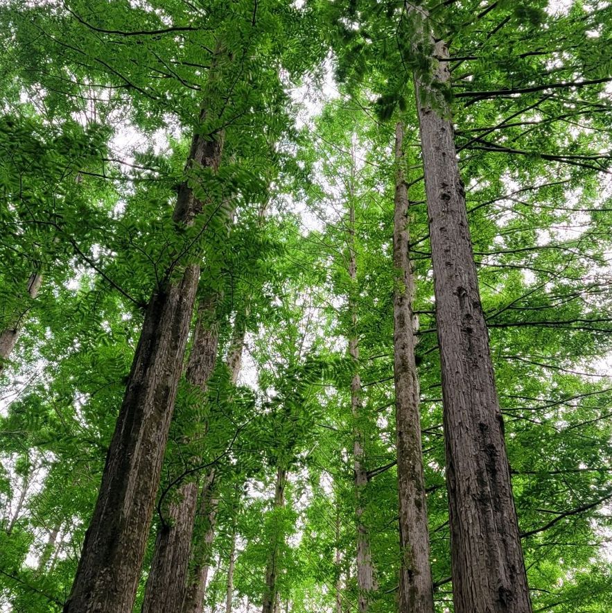 장태산자연휴양림