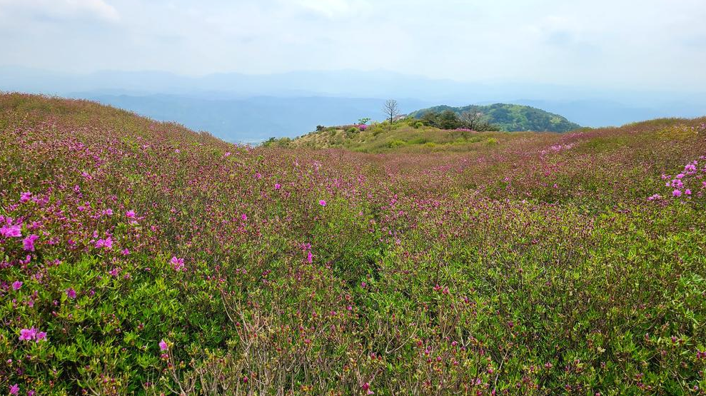 2024. 4.23 개화 현황