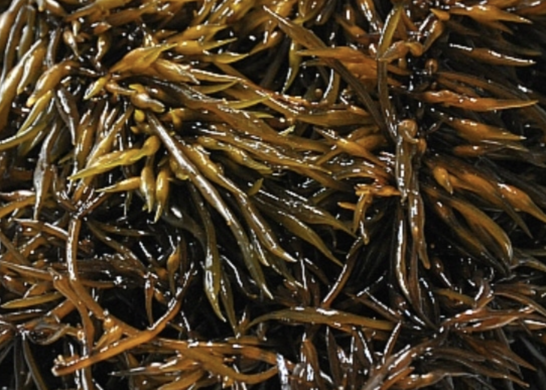톳 제철