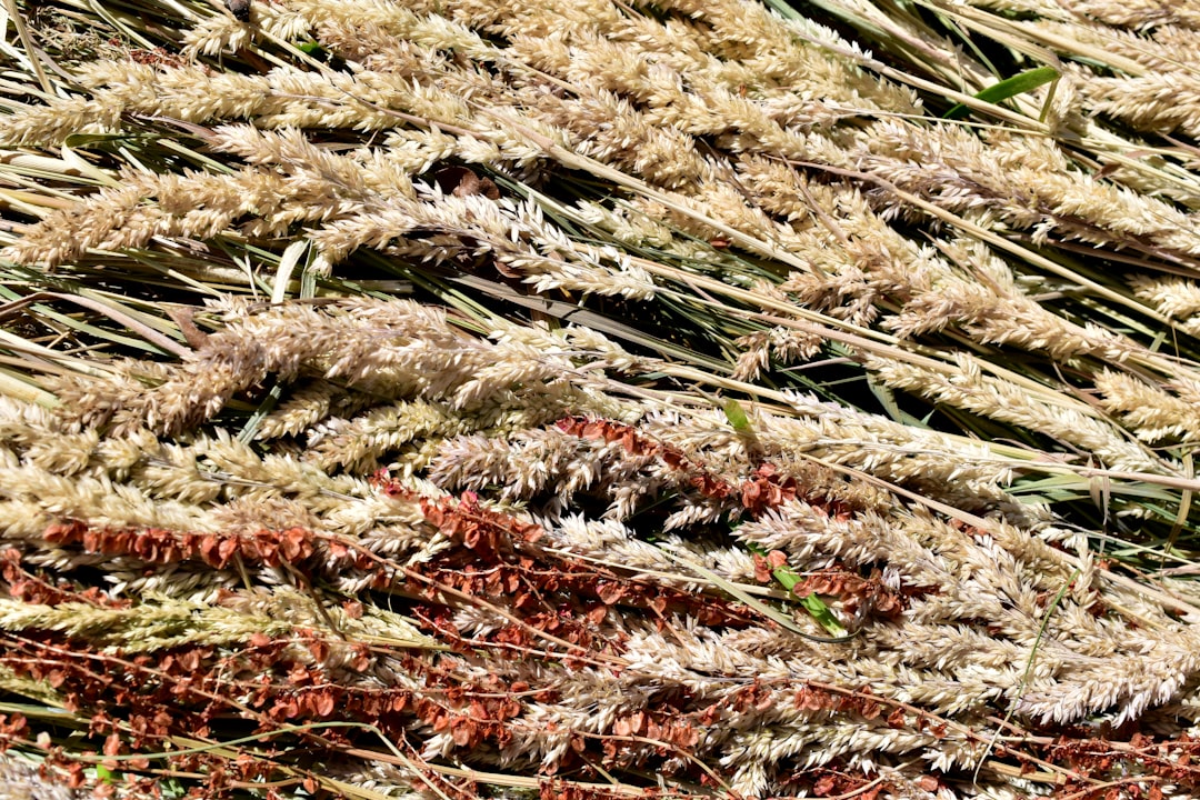 Dried Radish Greens