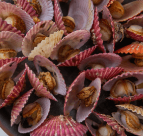 가리비-이미지-1