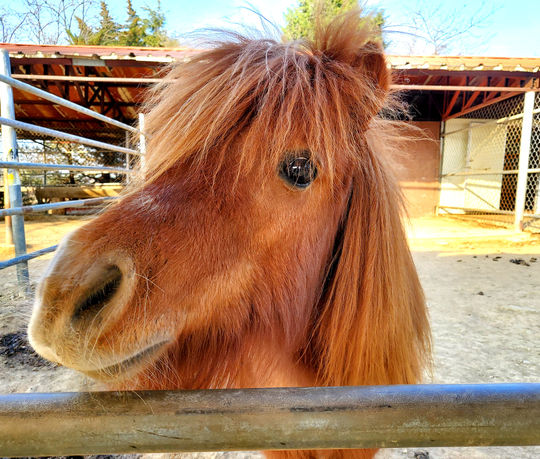 강릉쌍둥이동물농장 아이와 체험 가능한 가족 여행지