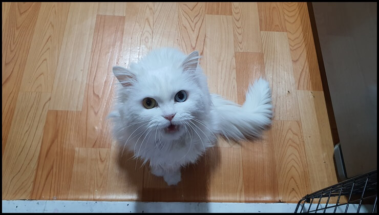 냐옹거리는-삼월이