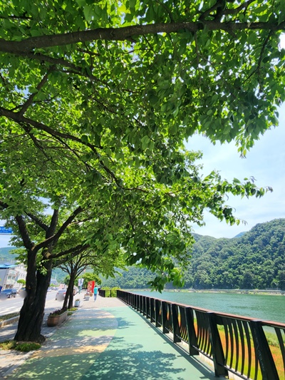 단양강가로수