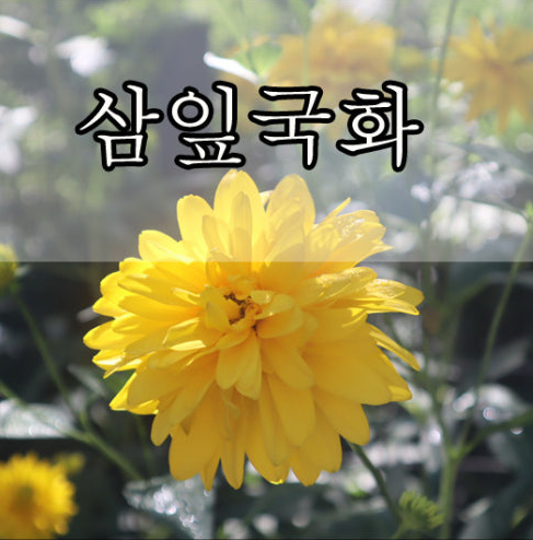 삼잎국화나물 효능 먹는법 주의사항