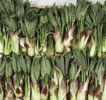 엄나무순 효능 가격 요리법 장아찌 담그는법 총정리(최신)