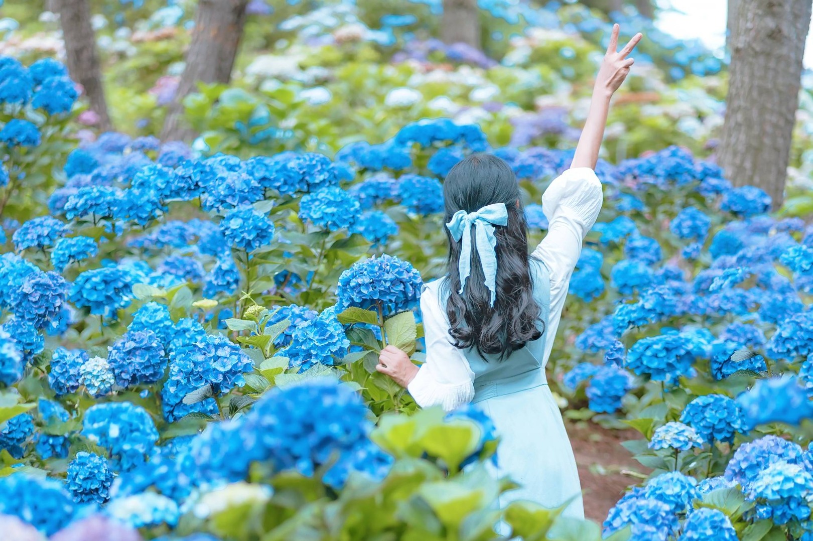 가평 양떼목장 수국축제