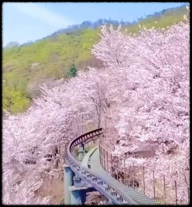 화담숲 데이트 - 벚꽃 아래서 힐링 여행!