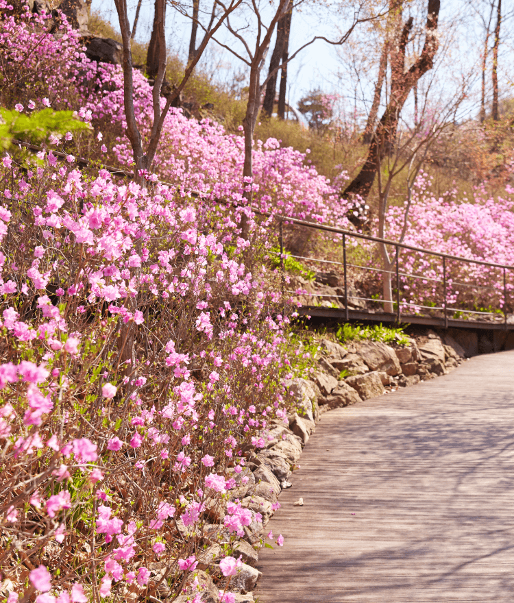 2025 화담숲 예약방법 총정리! 입장료&amp;#44; 모노레일&amp;#44; 교통&middot;주차&amp;#44; 할인 혜택