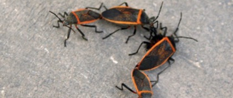 bug