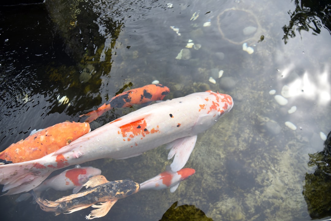 Carp