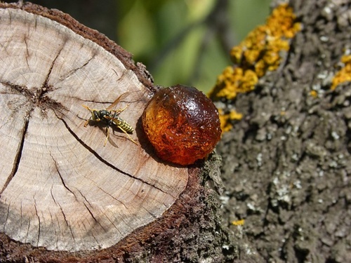 나무수지-보스웰리아