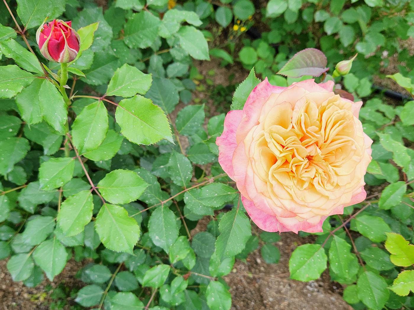 장미 라빌라 코타 La Villa Cotta