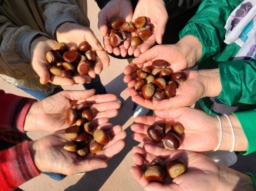 알밤줍기여행 출처 - 아름여행사