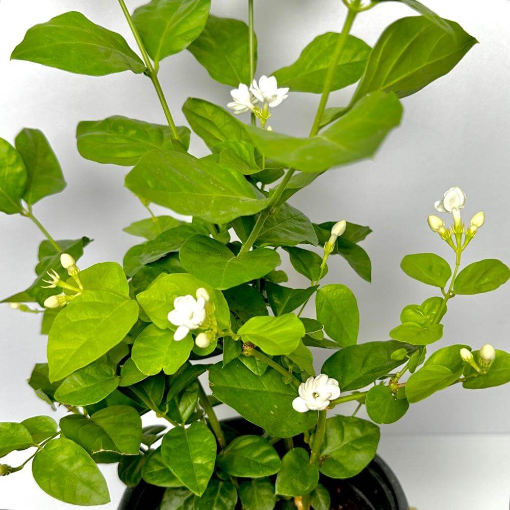 함박자스민 키우는법