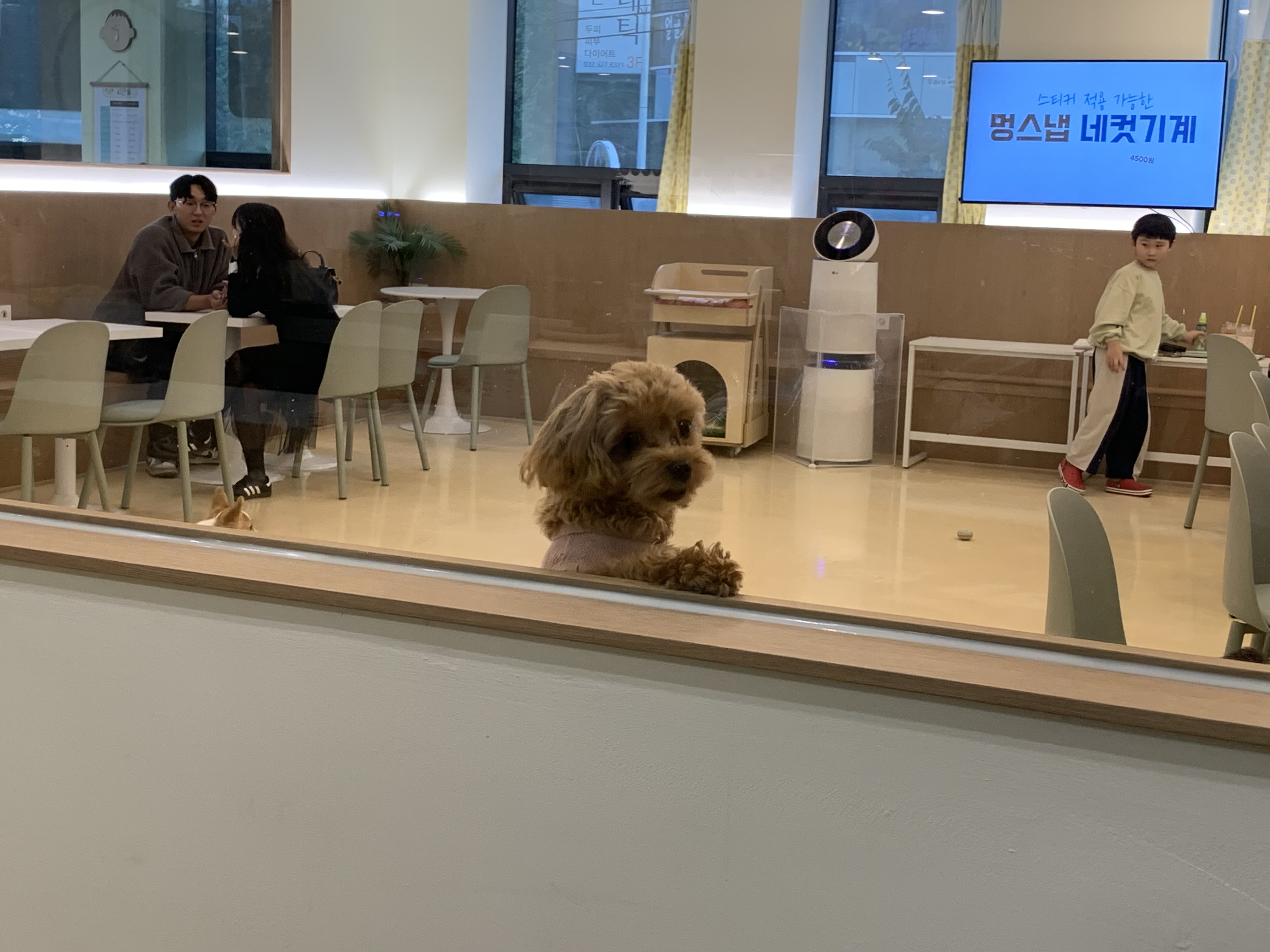 부천 부천시청 애견카페 애견유치원 애견호텔 멍스냅