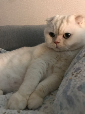 귀여운 고양이