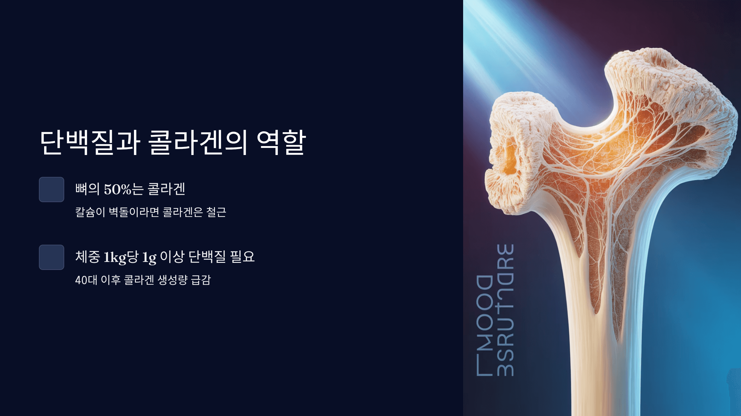 단백질과 콜라겐의 역할