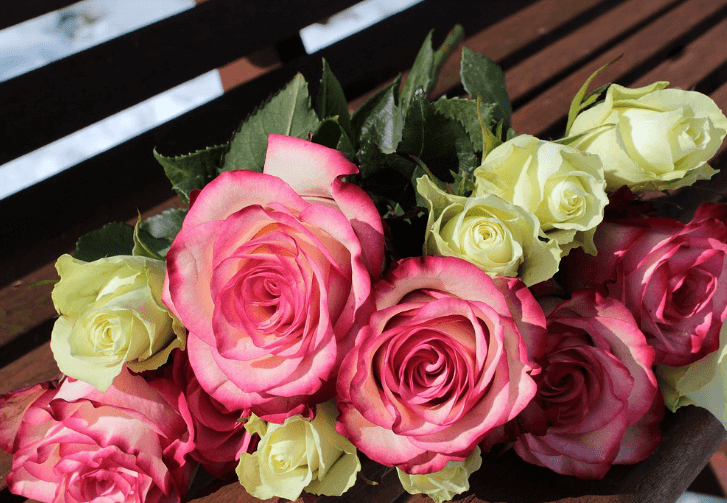 삼척장미축제 일정 입장료 주차장 관람꿀팁