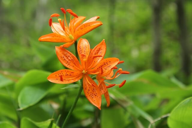 한라산탐방예약 시스템&amp;#44; 등산코스&amp;#44; 한라산 CCTV