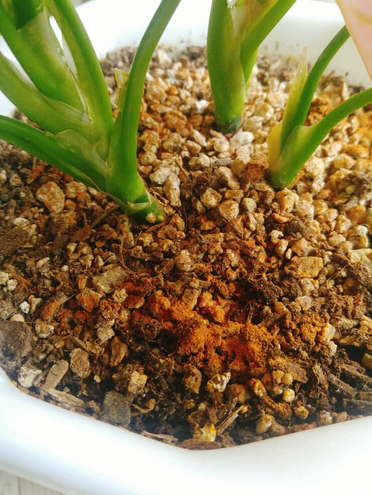 식물 키우는 사람을 위한 ‘벌레 퇴치 천연 방법