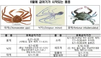 6월 낙지 금어기 정확한 시작일과 끝나는 날 지역별 상세 기준 정리_8
