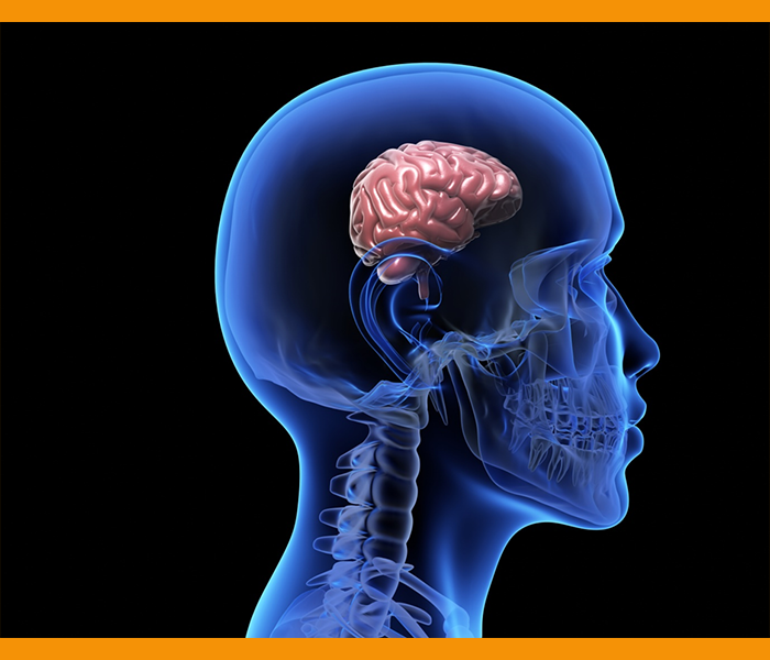 초석잠 효능 - 치매예방