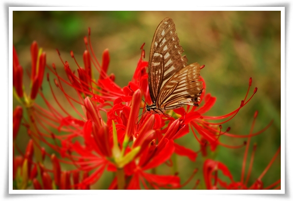 "상사화" 이루어질 수 없는 사랑의 꽃, 그 아름다움과 가치!