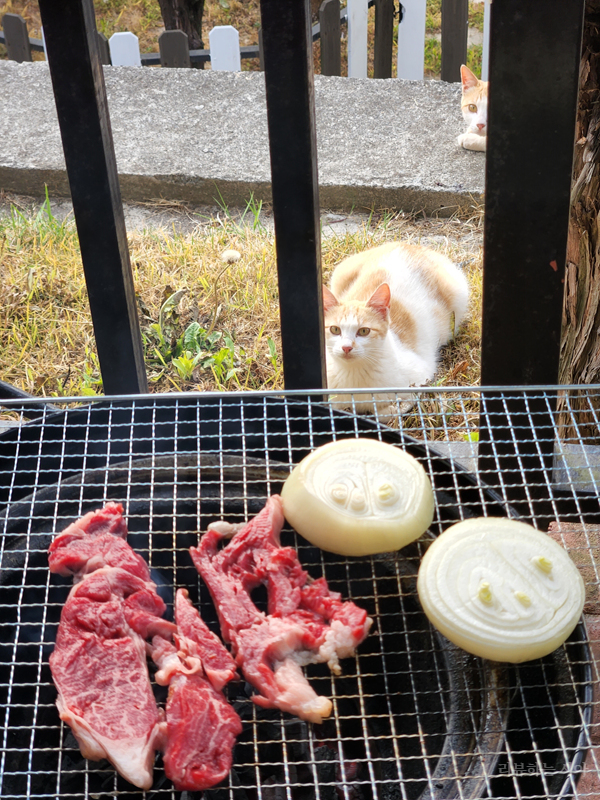 소고기를-굽는-중-찾아온-고양이